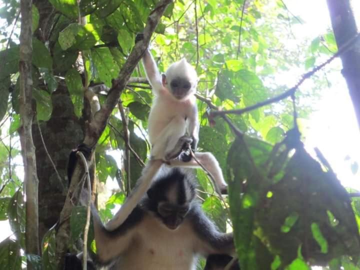 Lucky Bamboo'bungalows-resto And Orangutan Jungle Trekking Tours Country house