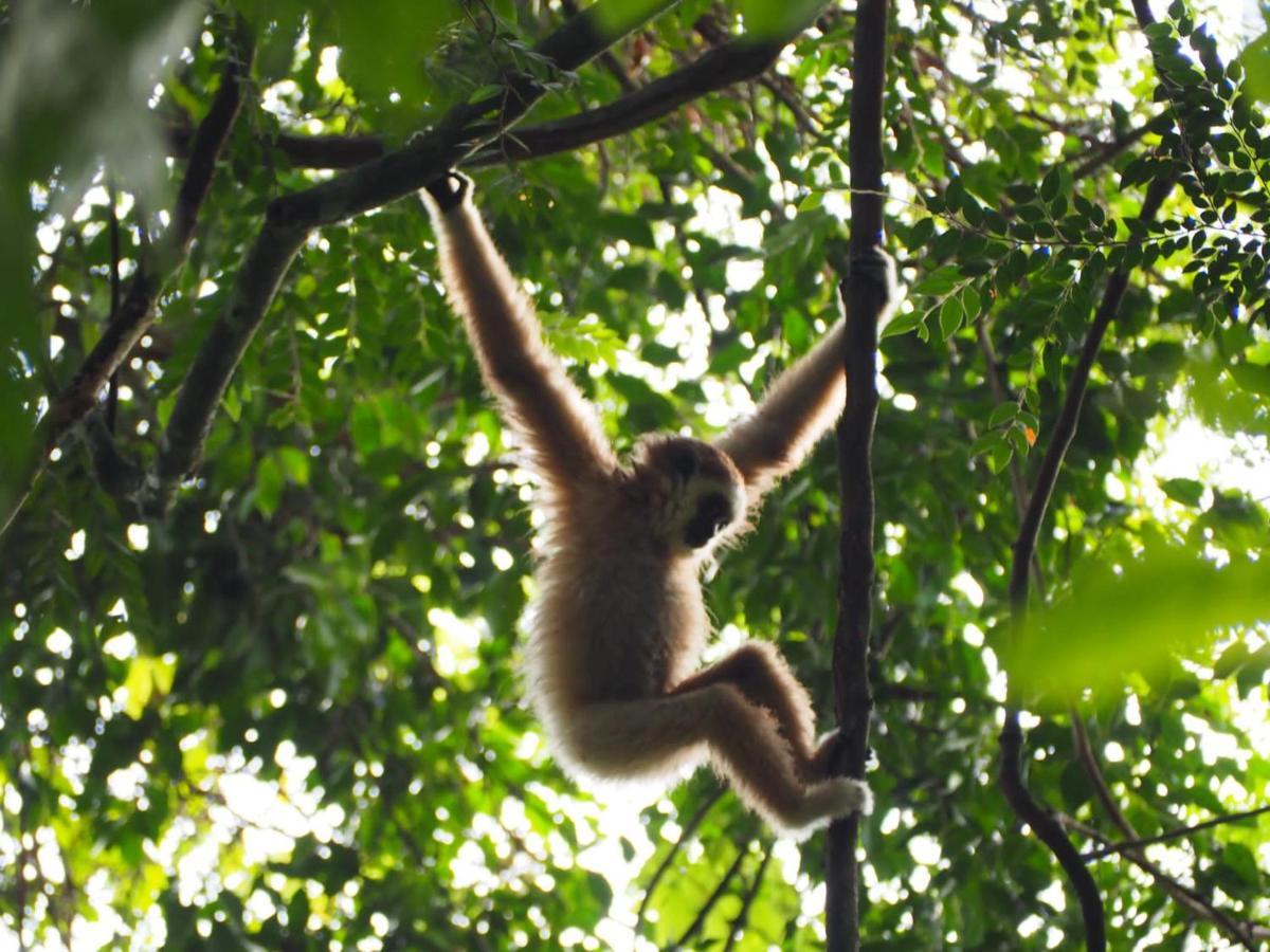 Lucky Bamboo'bungalows-resto And Orangutan Jungle Trekking Tours Country house