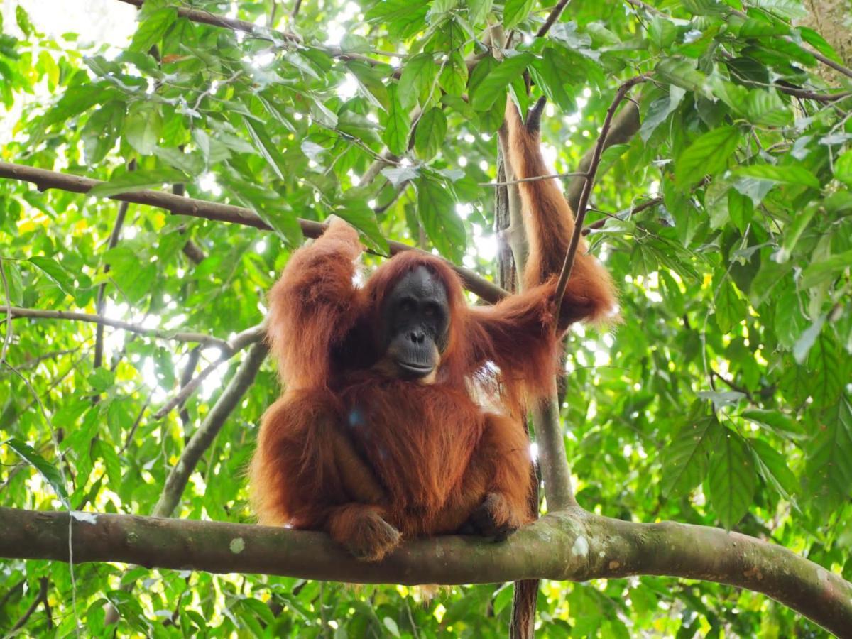 Country house Lucky Bamboo'bungalows-resto And Orangutan Jungle Trekking Tours *