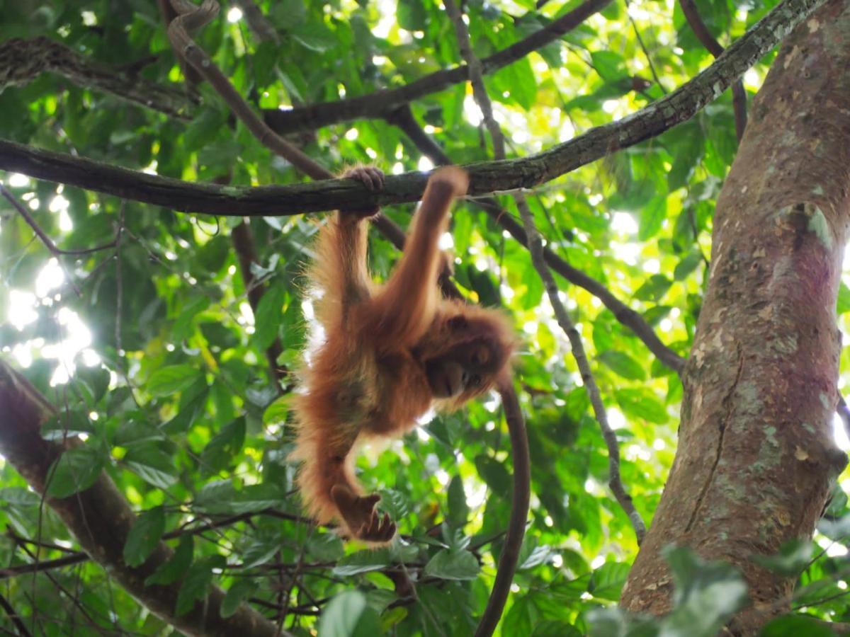 Lucky Bamboo'bungalows-resto And Orangutan Jungle Trekking Tours * Bukit Lawang