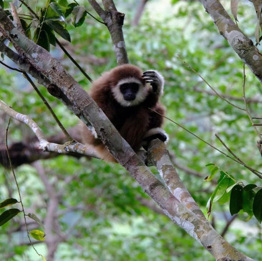 Lucky Bamboo'bungalows-resto And Orangutan Jungle Trekking Tours Country house Bukit Lawang