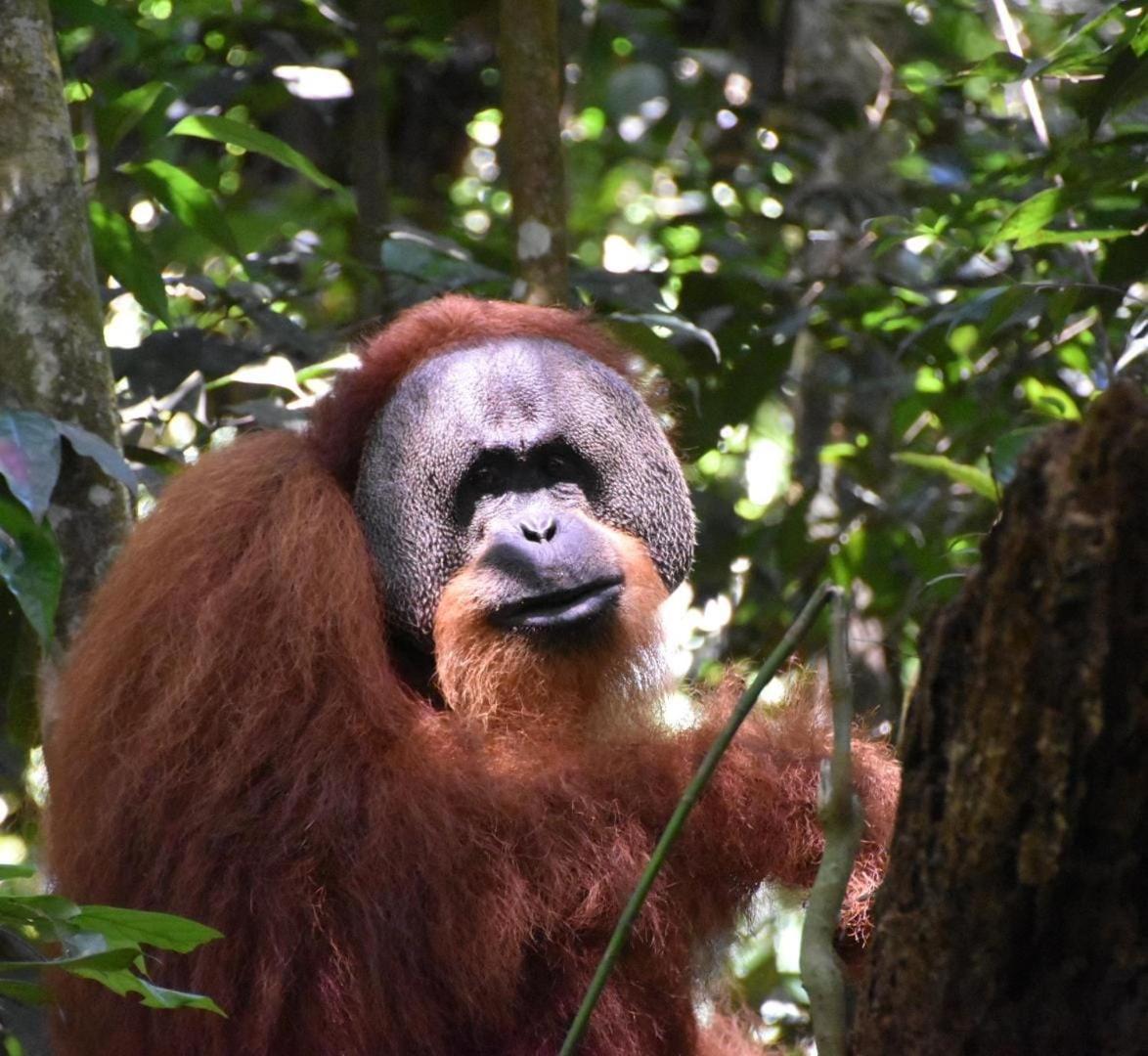 Lucky Bamboo'bungalows-resto And Orangutan Jungle Trekking Tours