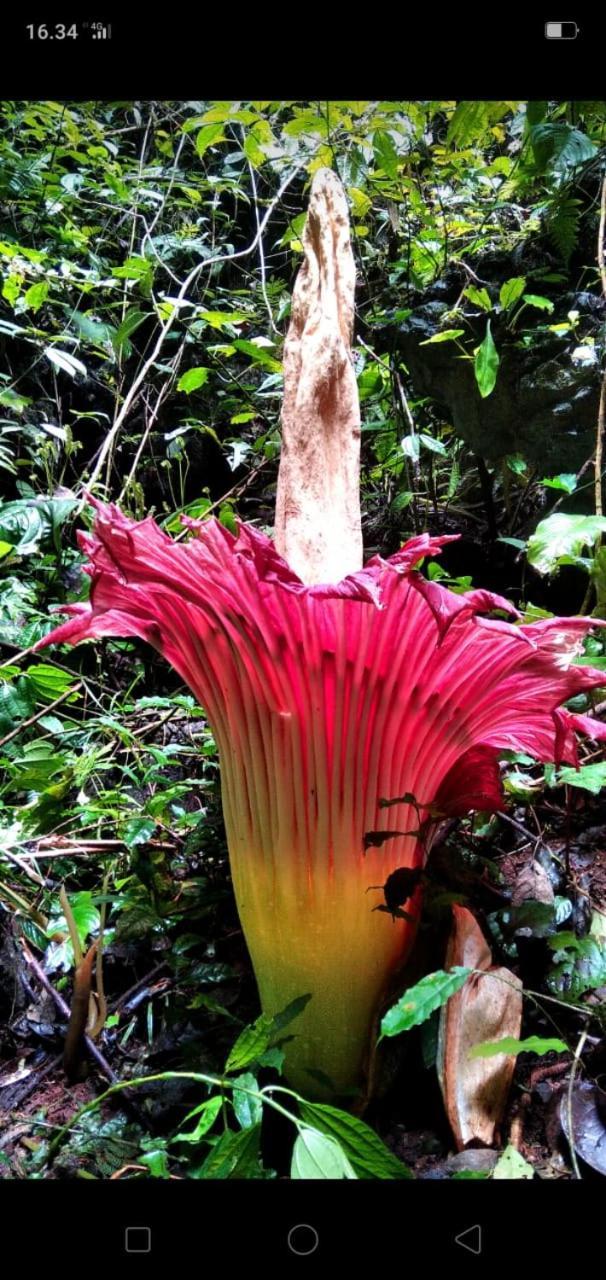 Lucky Bamboo'bungalows-resto And Orangutan Jungle Trekking Tours *