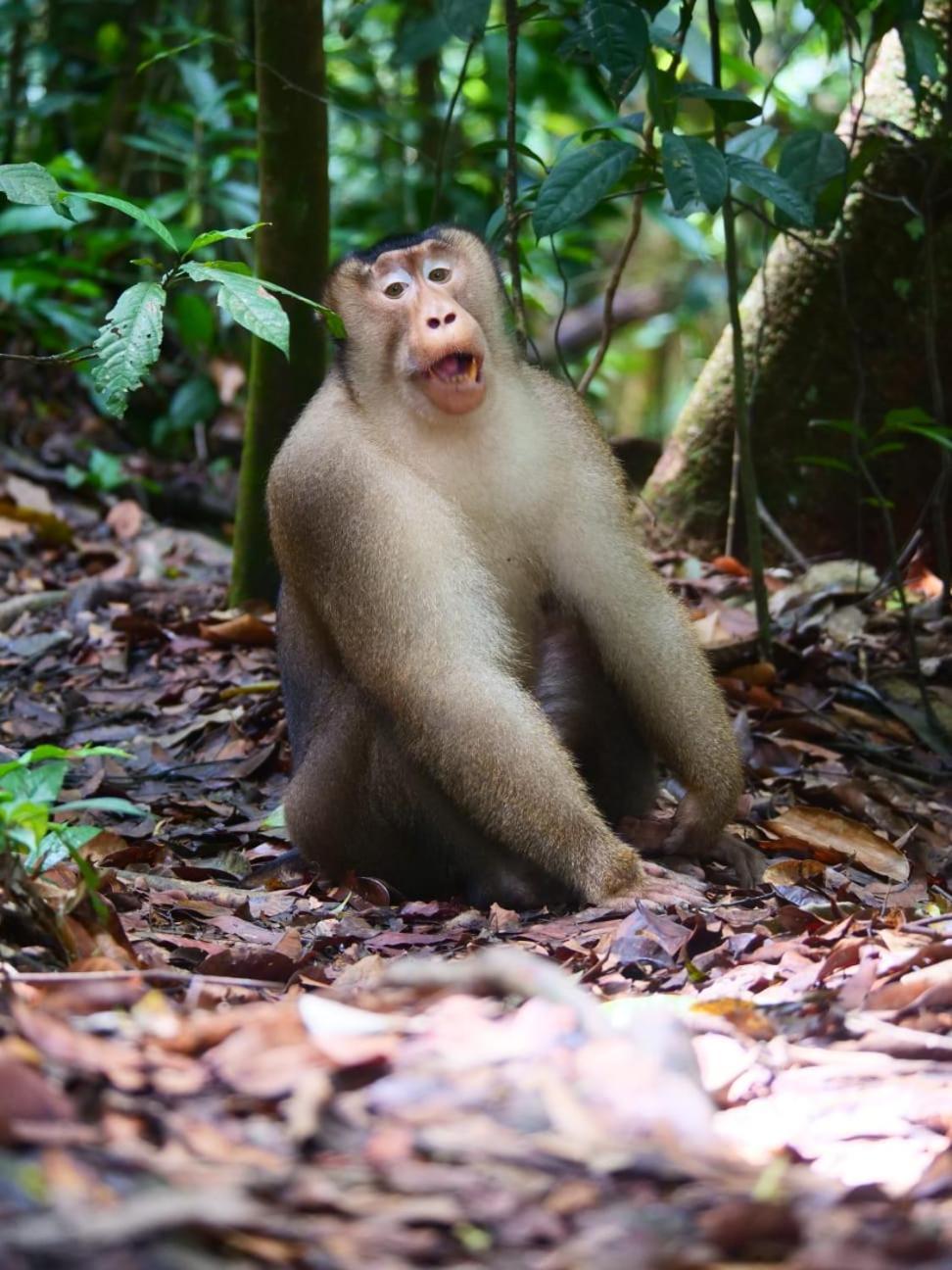 Lucky Bamboo'bungalows-resto And Orangutan Jungle Trekking Tours * Bukit Lawang