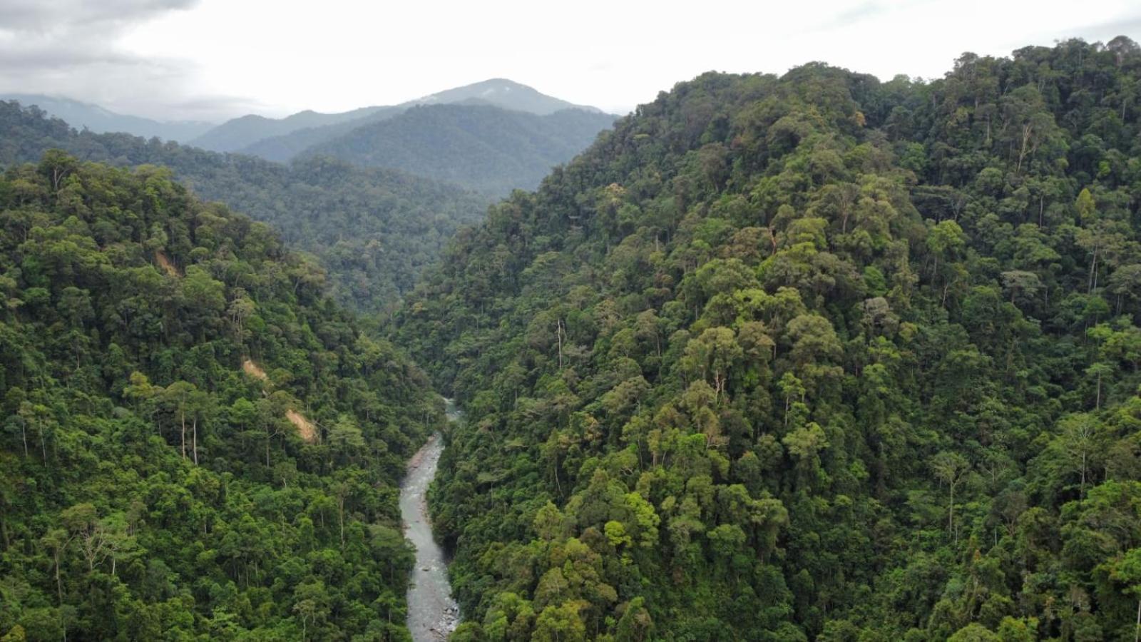 Lucky Bamboo'bungalows-resto And Orangutan Jungle Trekking Tours