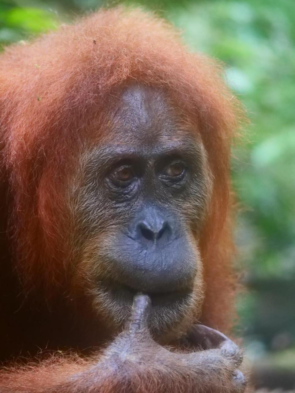 Country house Lucky Bamboo'bungalows-resto And Orangutan Jungle Trekking Tours