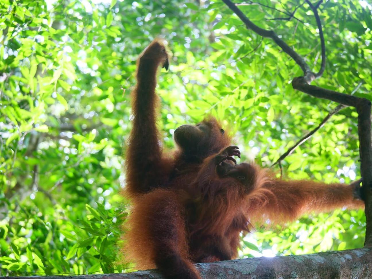 Lucky Bamboo'bungalows-resto And Orangutan Jungle Trekking Tours Bukit Lawang