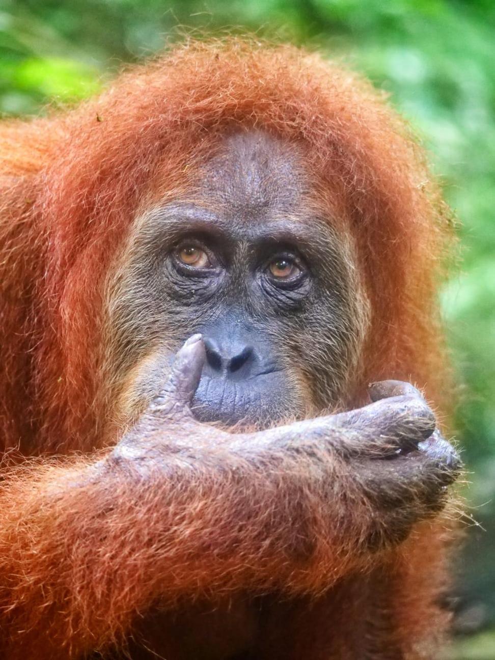 Country house Lucky Bamboo'bungalows-resto And Orangutan Jungle Trekking Tours